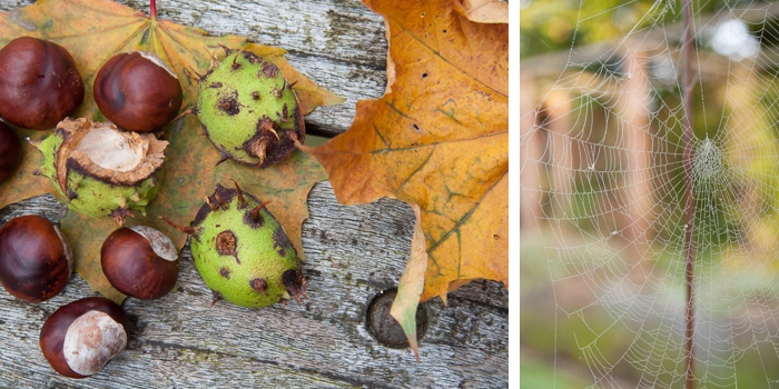 autumn colours