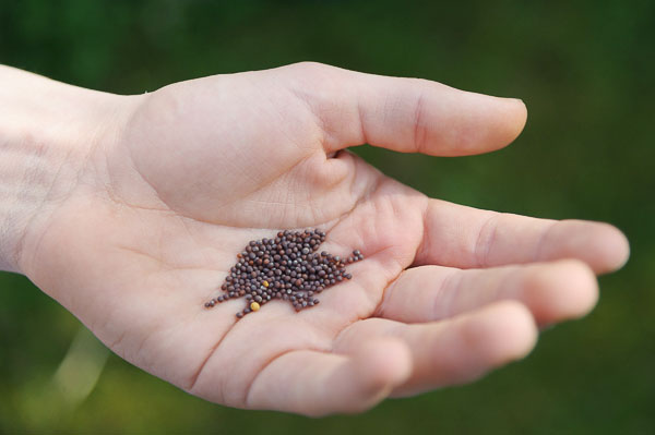 Mustard seeds