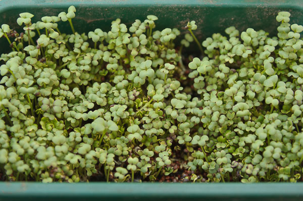 Mustard growing