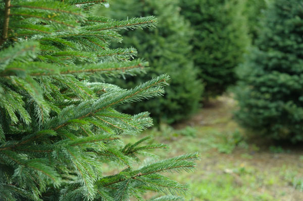 Christmas tree at Pimms Christmas Tree Farm, Matfield. mini session location