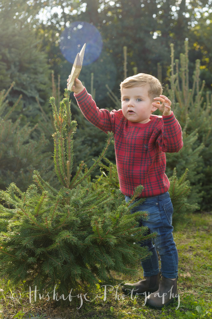 Little boy putting star topper on Christmas tree in a mini session